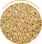 Premium cash 
grain
