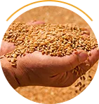 Premium cash 
grain
