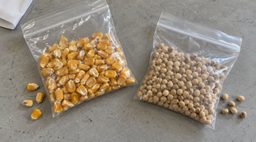 Separate clear sample bags containing yellow dent corn and tan soybeans on a grey work surface.