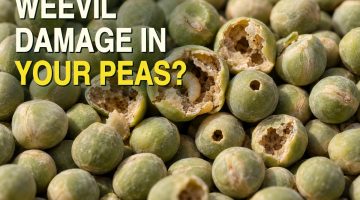 AI-generated illustration showing a tight photographic-style close-up of dry green field peas, with round exit holes, broken-open hollowed seeds, and a small cream-colored larva inside one opened pea, mixed with intact peas.