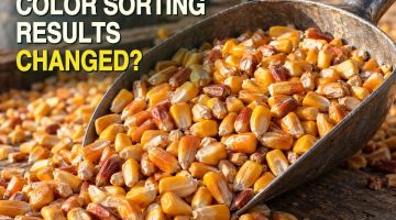Illustration of an open sample jar and spilled soybeans with varied seed-coat colors on a grain-handling bench, suggesting a color-sorting question rather than an actual test result.
